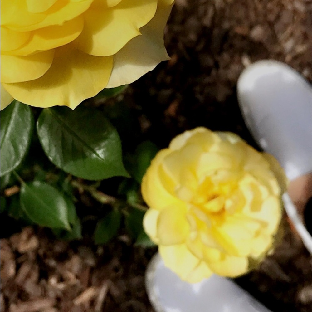 Meet your Posher, Jillian